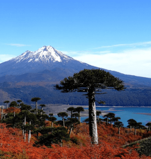 Registro Civil en Araucanía